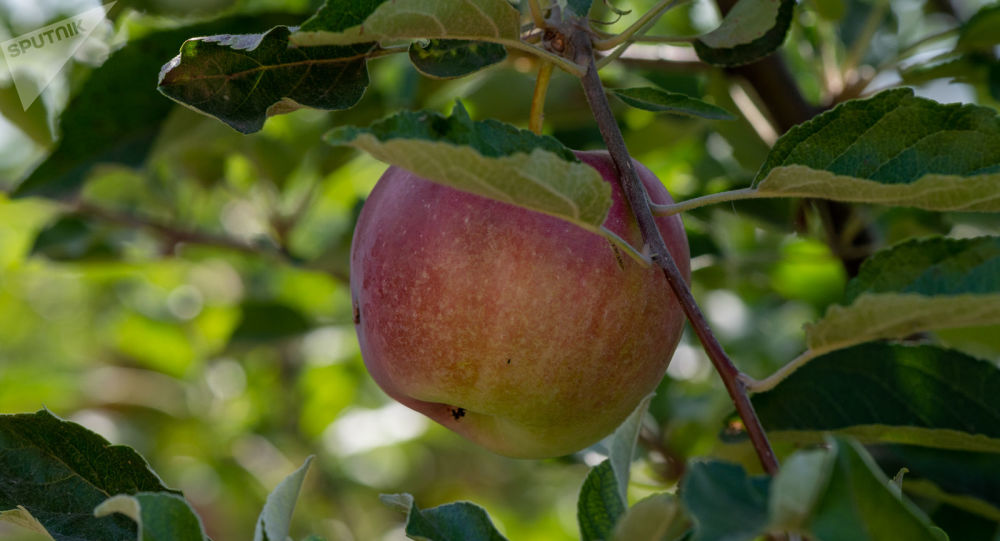 Ի՞նչ է կատարվում օրգանիզմում, երբ խնձոր ենք ուտում