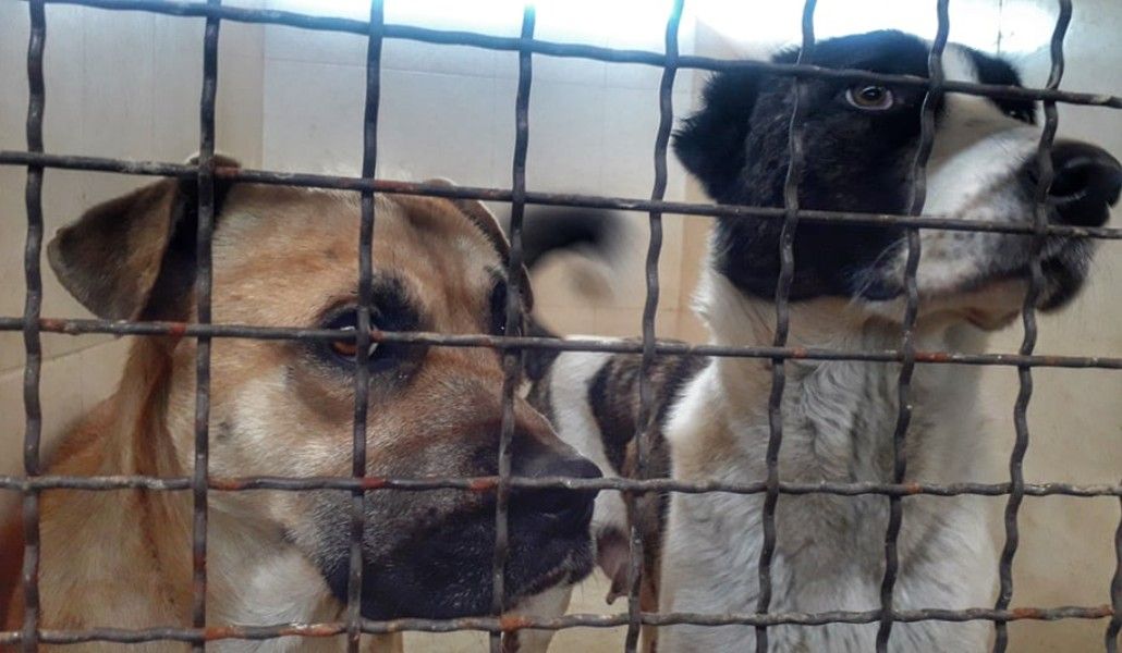 Քարվաճառից տասնյակ շներ են տեղափոխվել Երեւան՝ Թափառող կենդանիների վնասազերծման կենտրոն. որոշներին որդեգրել են
