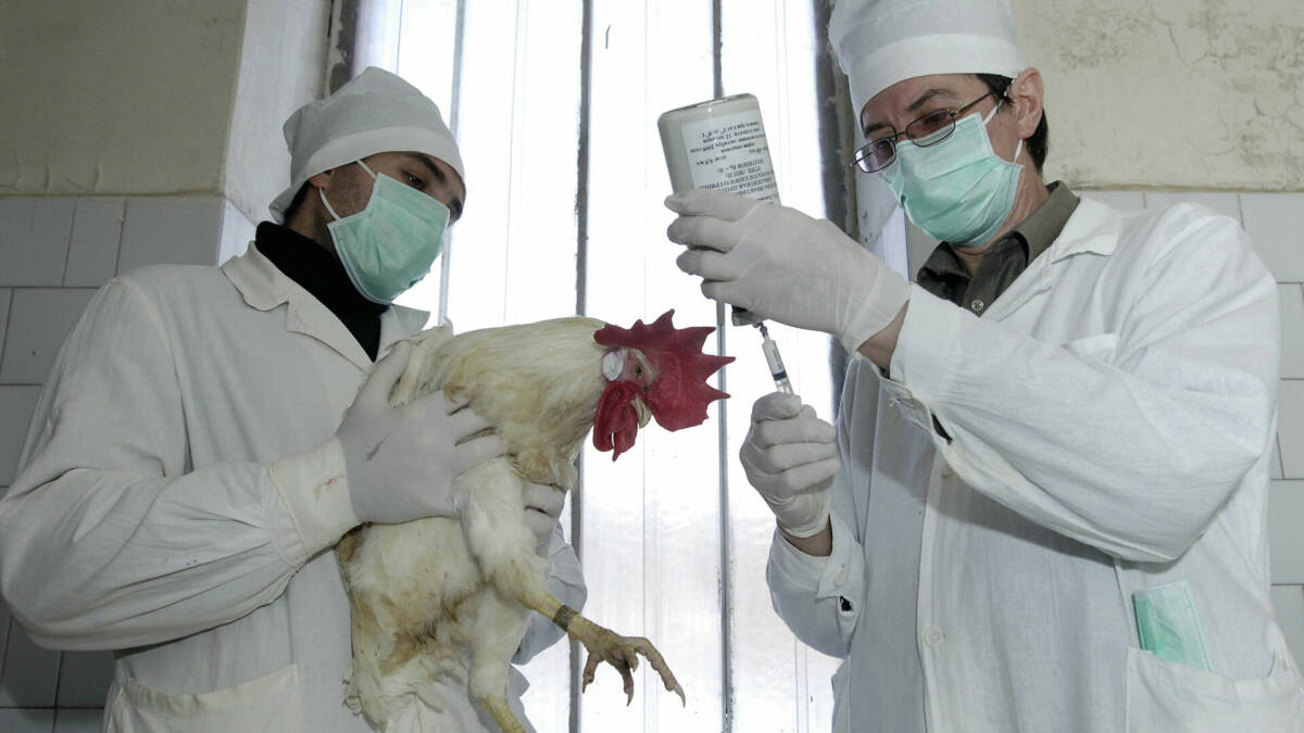 Ռուսաստանում առաջին անգամ H5N8 թռչնագրիպը մարդուն է փոխանցվել