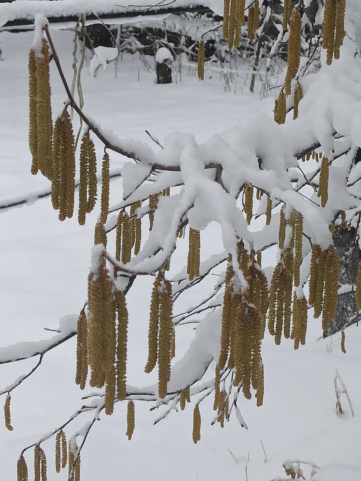 Տավուշի մարզում, Լոռու մարզի Տաշիր և Ալավերդի քաղաքներում տեղում է ձյուն. Լարսը փակ է ձնաբքի պատճառով