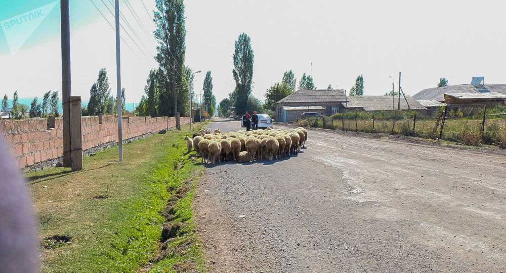 Գեղարքունիքում ավտոմեքենան մխրճվել է ոչխարի հոտի մեջ. կենդանիներից 30-ը սատկել են