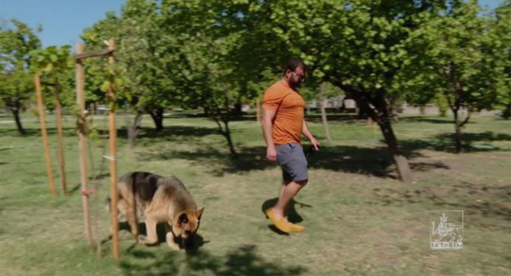 Շների զբոսանքի համար այգիներ կստեղծվեն. Երևանի քաղաքապետարանը նոր ծրագիր ունի