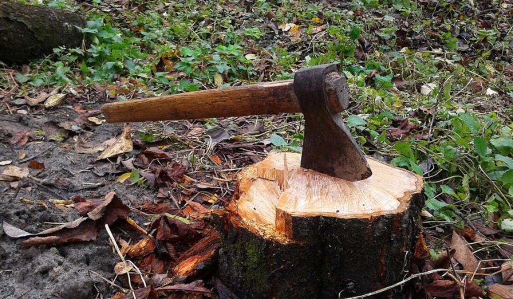 Մեղադրանքներ են առաջադրվել Լոռու անտառային ֆոնդի պահպանության 9 պատասխանատու անձանց