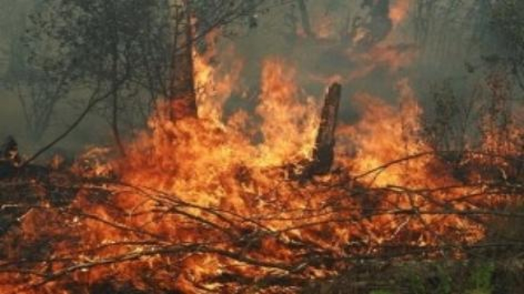 Հացառատ գյուղում այրվել է մոտ 20 հակ անասնակեր