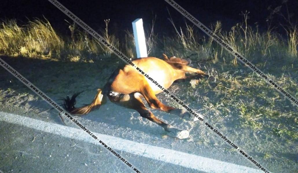 Սյունիքում մեքենան բախվել է ձիուն. մեքենայի ուղևորը մահացել է, ձին` սատկել