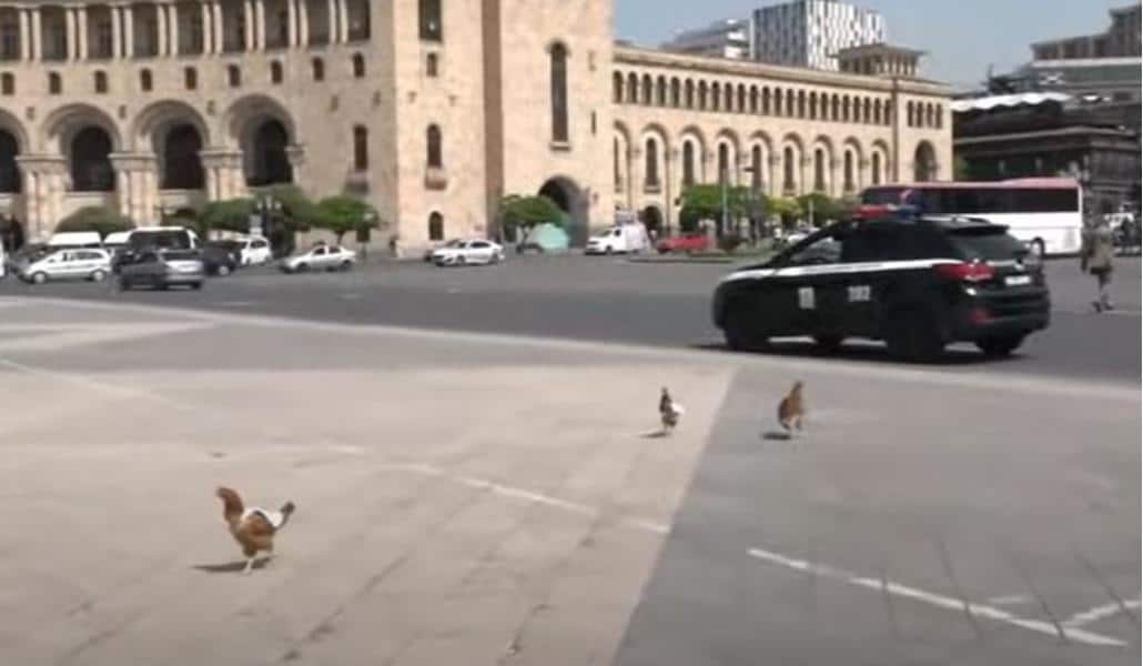 Հրապարակում բաց թողած հավերը բարկացրեցին ոստիկաններին
