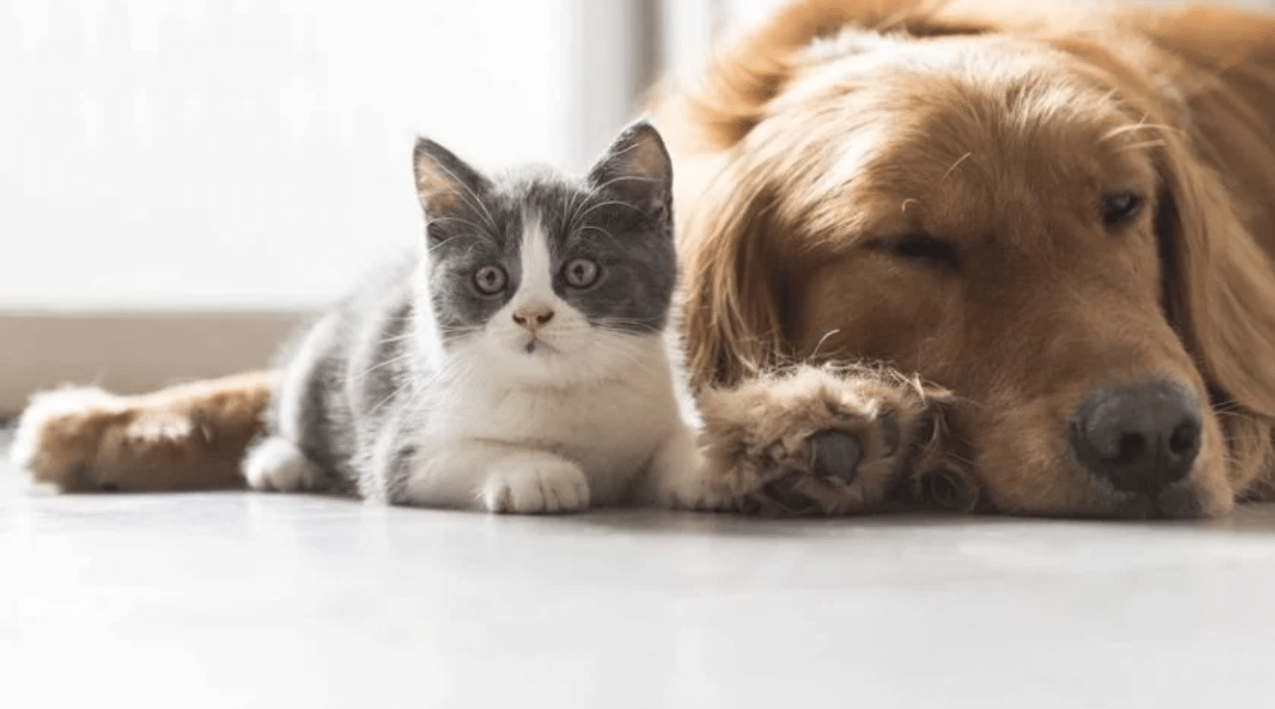 «Օմիկրոն» շտամը կարող է վարակել ընտանի կատուներին և շներին