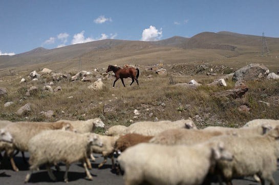 Արավուսից ոչխարների՝ ադրբեջանական կողմն անցնելու վերաբերյալ հանգամանքներն ուսումնասիրվում են. ՊՆ խոսնակ