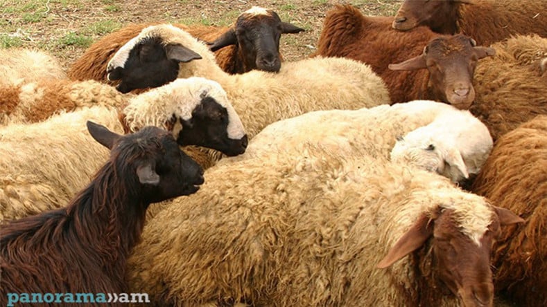 Ադրբեջանցիները վերադարձրել են Արավուսի արոտավայրից գողացած ոչխարները